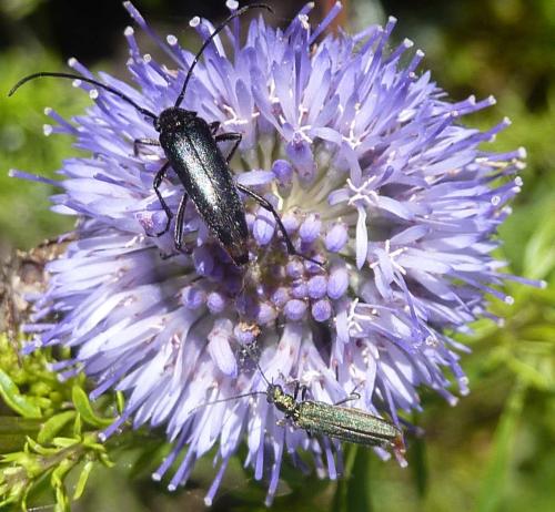 Rutpela nigra